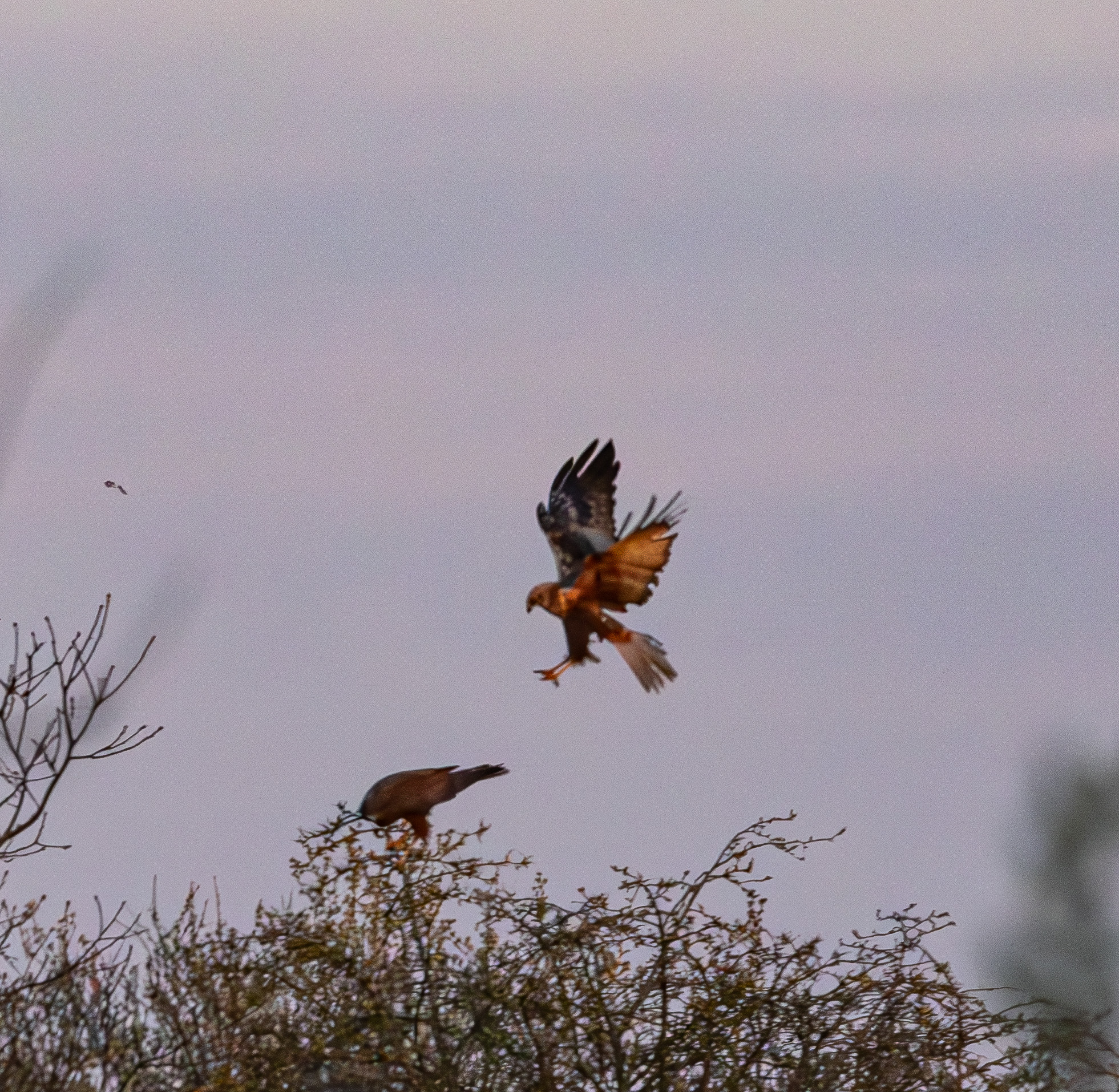 Couple de Busards des roseaux (Circus aeruginosus) se préparant à l'accouplement, freinage du mâle à l'approche de la femelle, Réserve naturelle de Mont-Bernanchon, Hauts de France.